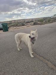 Found/Stray Female Dog last seen Southern blvd and Hondo rd, Rio Rancho, NM 87124