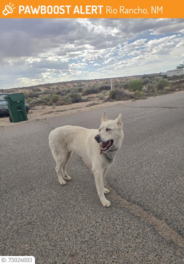 Found/Stray Female Dog last seen Southern blvd and Hondo rd, Rio Rancho, NM 87124