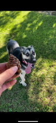 Reunited Female Dog last seen Rimrock rd and Serrano rd , Apple Valley, CA 92307