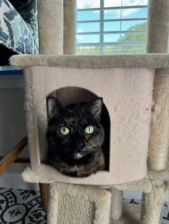 Lost Female Cat last seen Hunters ridge, Myrtle Beach, SC 29588
