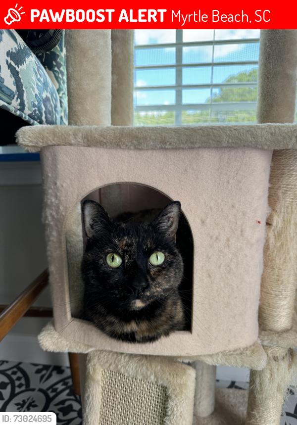 Lost Female Cat last seen Hunters ridge, Myrtle Beach, SC 29588
