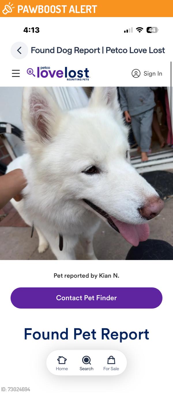 Found/Stray Male Dog last seen PV Drive West and Via Corta, Palos Verdes Estates, CA 90274