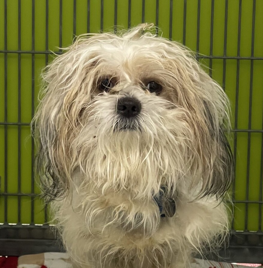 Shelter Stray Male Dog last seen W 84th Way & Wadsworth Blvd, Arvada, CO, 80003, 580 McIntyre St, Golden, CO 80401, USA