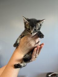 Shelter Stray Female Cat last seen Near N 900 W, SALT LAKE CITY, UT, 84116, 511 W 3900 S, Salt Lake City, UT 84123, USA