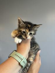 Shelter Stray Female Cat last seen Near N 900 W, SALT LAKE CITY, UT, 84116, 511 W 3900 S, Salt Lake City, UT 84123, USA