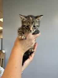 Shelter Stray Female Cat last seen Near N 900 W, SALT LAKE CITY, UT, 84116, 511 W 3900 S, Salt Lake City, UT 84123, USA