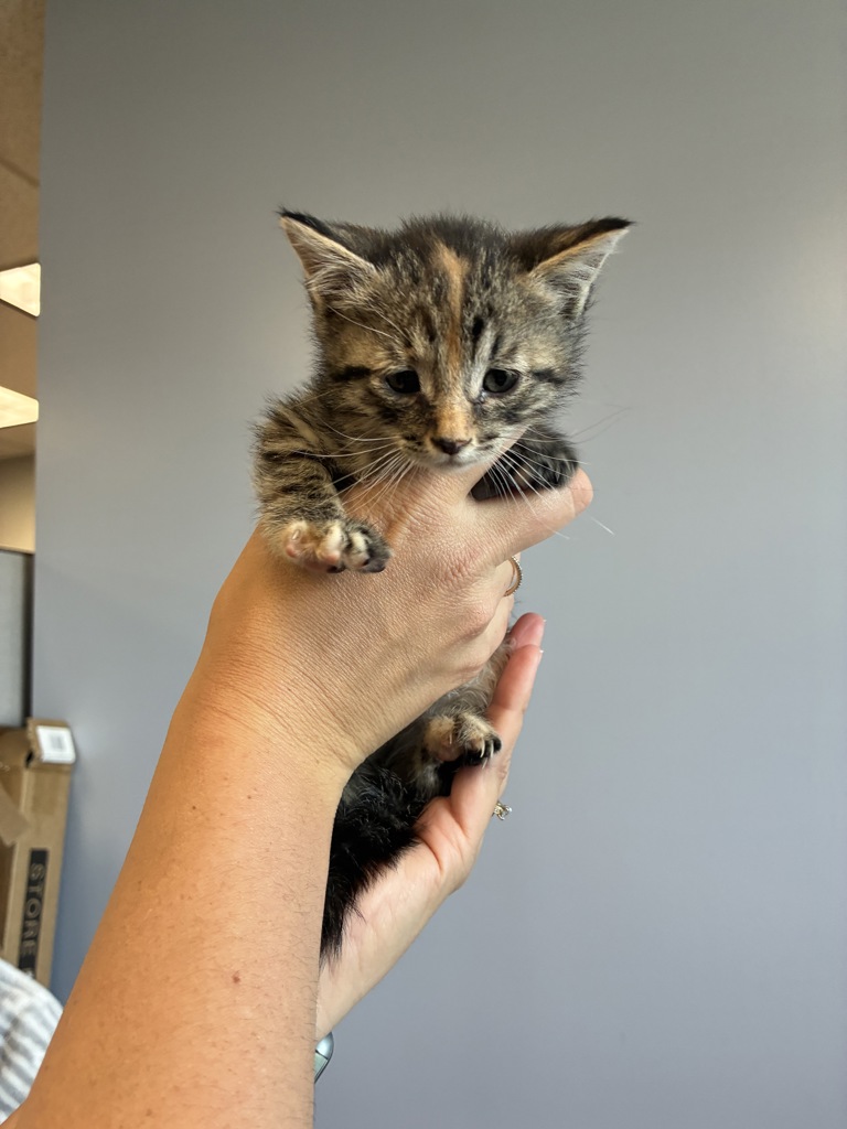 Shelter Stray Female Cat last seen Near N 900 W, SALT LAKE CITY, UT, 84116, 511 W 3900 S, Salt Lake City, UT 84123, USA