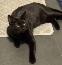 Shelter Stray Female Cat last seen OR, 1700 W Historic Columbia River Hwy, Troutdale, OR 97060, USA