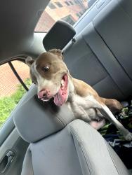 Reunited Female Dog last seen Virginia beach , Virginia Beach, VA 23451