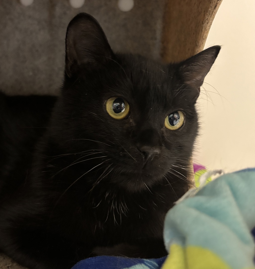 Shelter Stray Male Cat last seen Stark St, OR, 1700 W Historic Columbia River Hwy, Troutdale, OR 97060, USA