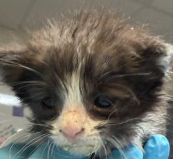 Shelter Stray Male Cat last seen NW Pettygrove / NW 19th, OR, 1700 W Historic Columbia River Hwy, Troutdale, OR 97060, USA