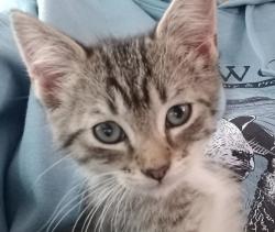 Shelter Stray Female Cat last seen SE Pelton Ave and SE 35th cir, TROUTDALE, OR, 97060, 1700 W Historic Columbia River Hwy, Troutdale, OR 97060, USA