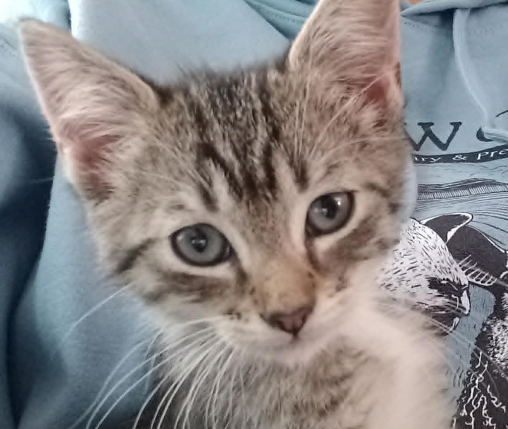 Shelter Stray Female Cat last seen SE Pelton Ave and SE 35th cir, TROUTDALE, OR, 97060, 1700 W Historic Columbia River Hwy, Troutdale, OR 97060, USA