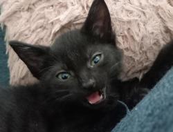 Shelter Stray Male Cat last seen SE Pelton Ave and SE 35th cir, TROUTDALE, OR, 97060, 1700 W Historic Columbia River Hwy, Troutdale, OR 97060, USA