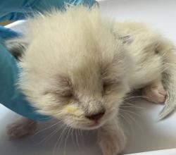 Shelter Stray Female Cat last seen Sw Pettygrove/17th, OR, 1700 W Historic Columbia River Hwy, Troutdale, OR 97060, USA