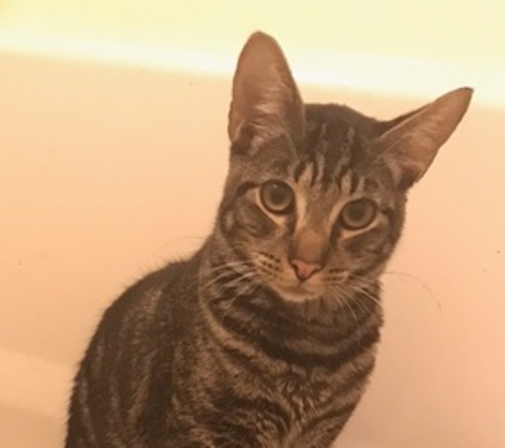 Shelter Stray Male Cat last seen OR, 1700 W Historic Columbia River Hwy, Troutdale, OR 97060, USA