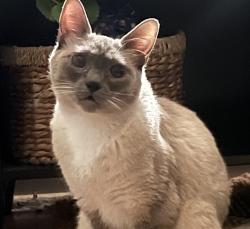 Shelter Stray Female Cat last seen 4th / Grant ave, PORTLAND, OR, 97201, 1700 W Historic Columbia River Hwy, Troutdale, OR 97060, USA