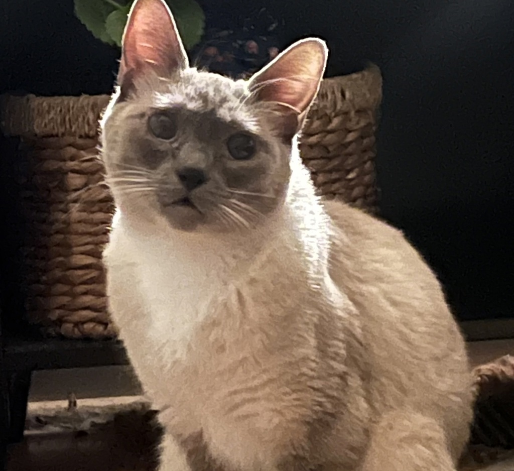 Shelter Stray Female Cat last seen 4th / Grant ave, PORTLAND, OR, 97201, 1700 W Historic Columbia River Hwy, Troutdale, OR 97060, USA