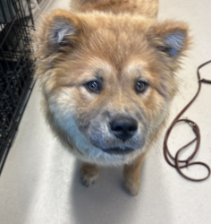 Shelter Stray Female Dog last seen Near White Oak Court, El Cajon, CA, 92020, El Cajon, CA 92020, USA