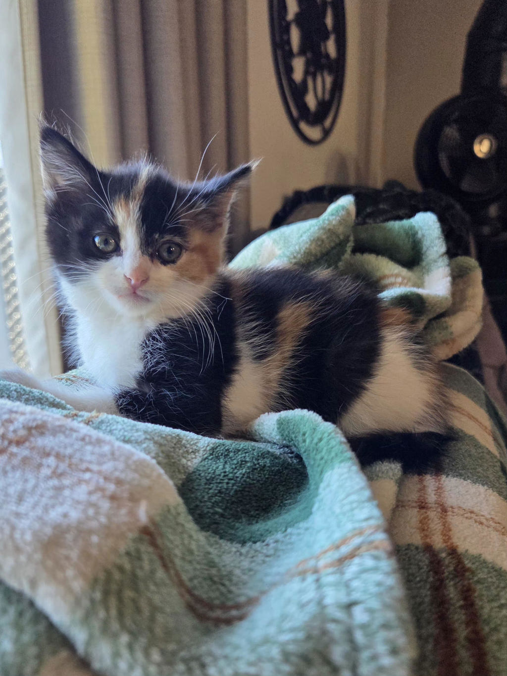 Shelter Stray Female Cat last seen NE 122nd and Glisan, PORTLAND, OR, 97230, 1700 W Historic Columbia River Hwy, Troutdale, OR 97060, USA