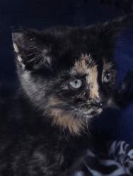 Shelter Stray Female Cat last seen NE 122nd and Glisan, PORTLAND, OR, 97230, 1700 W Historic Columbia River Hwy, Troutdale, OR 97060, USA