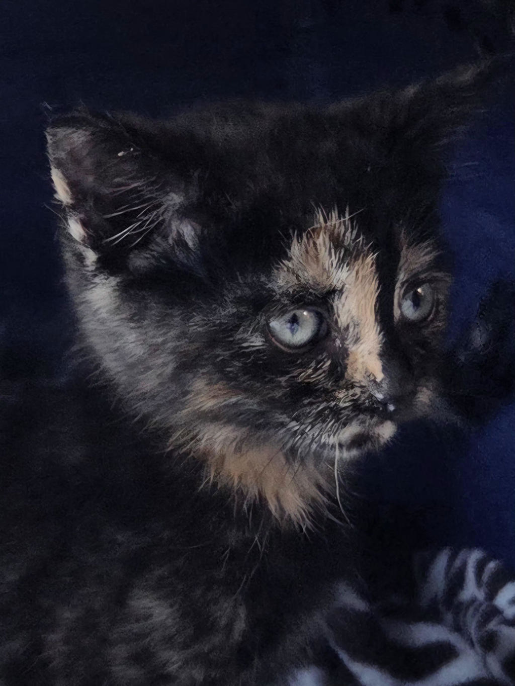 Shelter Stray Female Cat last seen NE 122nd and Glisan, PORTLAND, OR, 97230, 1700 W Historic Columbia River Hwy, Troutdale, OR 97060, USA