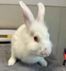 Shelter Stray Female Rabbit last seen balboa park, San Diego, CA, 92101, 5500 Gaines St, San Diego, CA 92110, USA