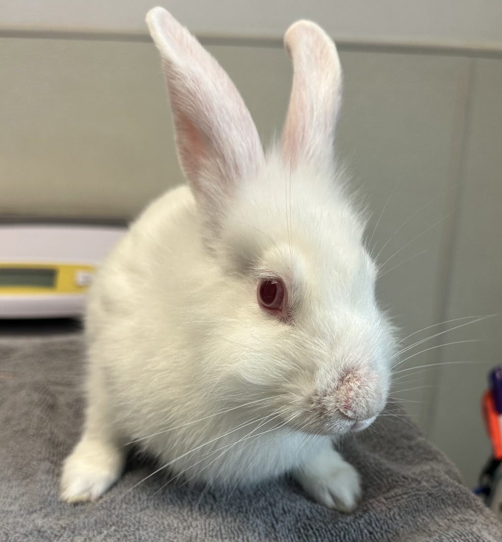 Shelter Stray Female Rabbit last seen balboa park, San Diego, CA, 92101, 5500 Gaines St, San Diego, CA 92110, USA