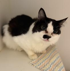 Shelter Stray Male Cat last seen Laurelhurst Park, PORTLAND, OR, 97214, 1700 W Historic Columbia River Hwy, Troutdale, OR 97060, USA