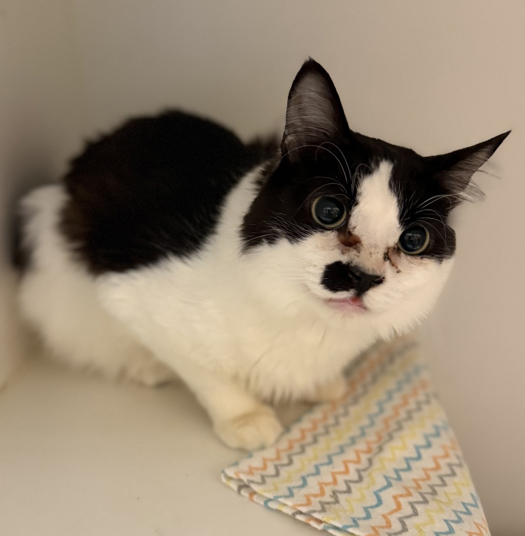 Shelter Stray Male Cat last seen Laurelhurst Park, PORTLAND, OR, 97214, 1700 W Historic Columbia River Hwy, Troutdale, OR 97060, USA