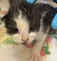 Shelter Stray Female Cat last seen Sw Pettygrove/17th, OR, 1700 W Historic Columbia River Hwy, Troutdale, OR 97060, USA