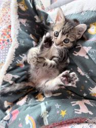 Shelter Stray Female Cat last seen 160th/Division, OR, 1700 W Historic Columbia River Hwy, Troutdale, OR 97060, USA
