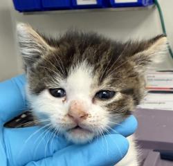 Shelter Stray Female Cat last seen NE 146th/Glisan, OR, 1700 W Historic Columbia River Hwy, Troutdale, OR 97060, USA