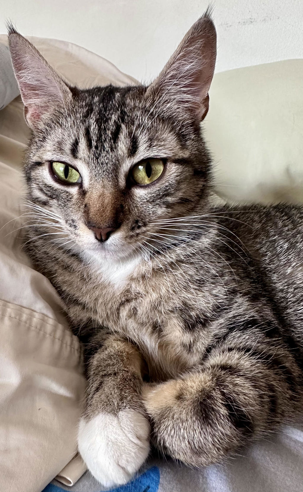 Shelter Stray Female Cat last seen Division / 162nd, OR, 1700 W Historic Columbia River Hwy, Troutdale, OR 97060, USA