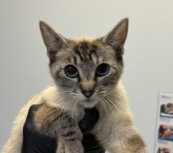 Shelter Stray Female Cat last seen Near Hale Court, El Cajon, CA, 92020, 5500 Gaines St, San Diego, CA 92110, USA