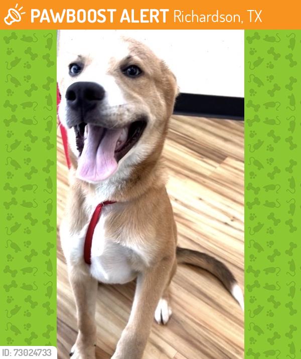 Found/Stray Male Dog last seen Near regency, Richardson, TX 75240