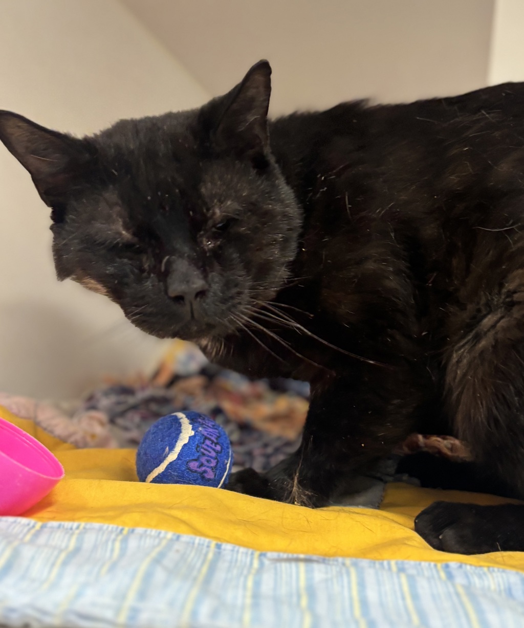Shelter Stray Male Cat last seen Winchell and Montana, OR, 1700 W Historic Columbia River Hwy, Troutdale, OR 97060, USA