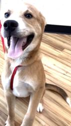 Found/Stray Male Dog last seen Near regency, Richardson, TX 75240