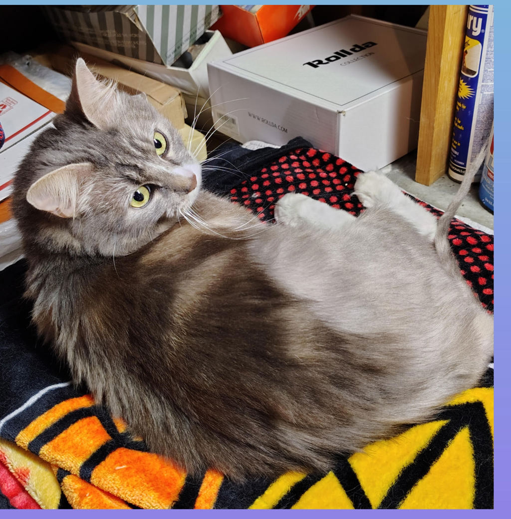 Shelter Stray Female Cat last seen SE 122nd / Burnside, OR, 1700 W Historic Columbia River Hwy, Troutdale, OR 97060, USA