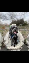 Lost Female Dog last seen Foyer Street, Edison, NJ 08817