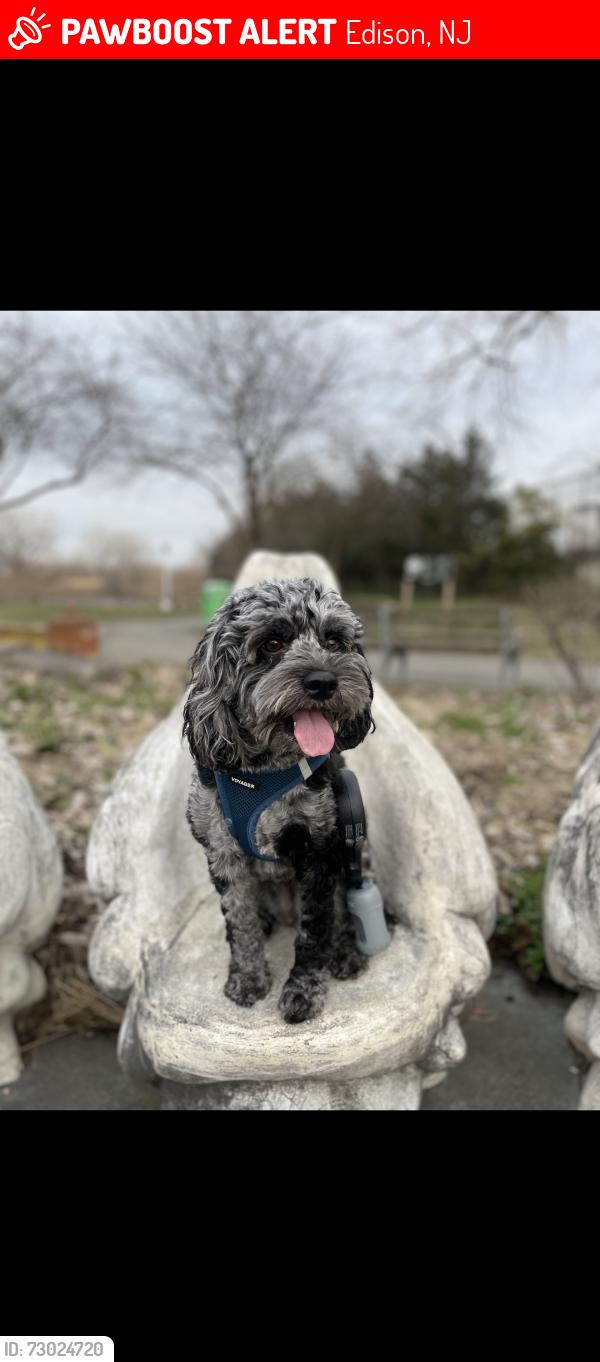 Lost Female Dog last seen Foyer Street, Edison, NJ 08817