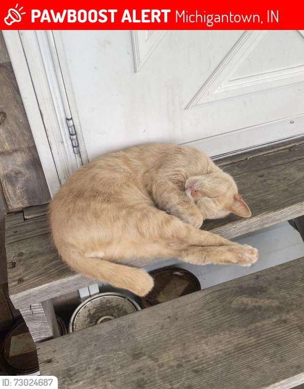 Lost Male Cat last seen Michigantown Indiana, Michigantown, IN 46057