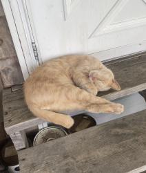Lost Male Cat last seen Michigantown Indiana, Michigantown, IN 46057