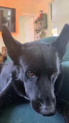 Reunited Male Dog last seen Newell and Randolph Street, Huntington Park, Vernon, CA 90255