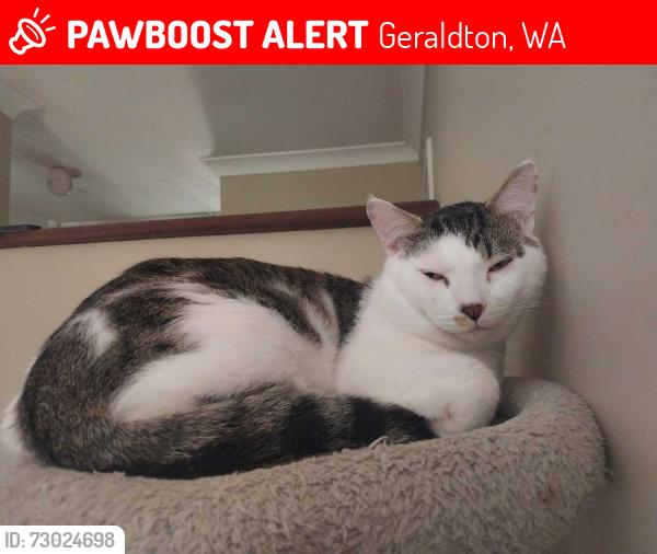Lost Male Cat last seen Surf Life Saving Club car park, Geraldton, WA 6530