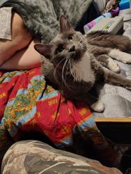 Lost Male Cat last seen Maine and alma rd, Gilbert Rd, AZ 85233