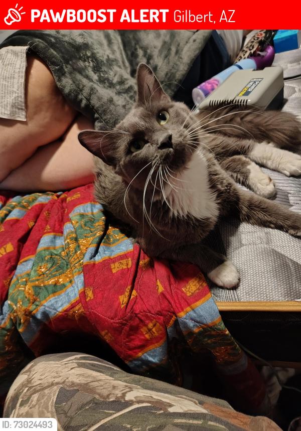 Lost Male Cat last seen Maine and alma rd, Gilbert Rd, AZ 85233