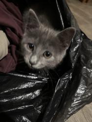 Lost Female Cat last seen Near Hinkle lane apt 28 Lexington NC , Lexington, NC 27295