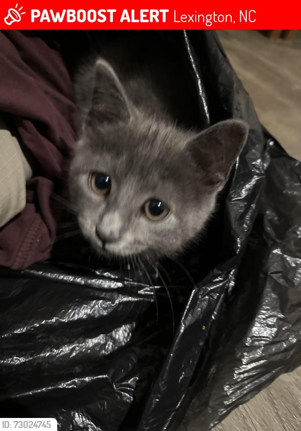 Lost Female Cat last seen Near Hinkle lane apt 28 Lexington NC , Lexington, NC 27295