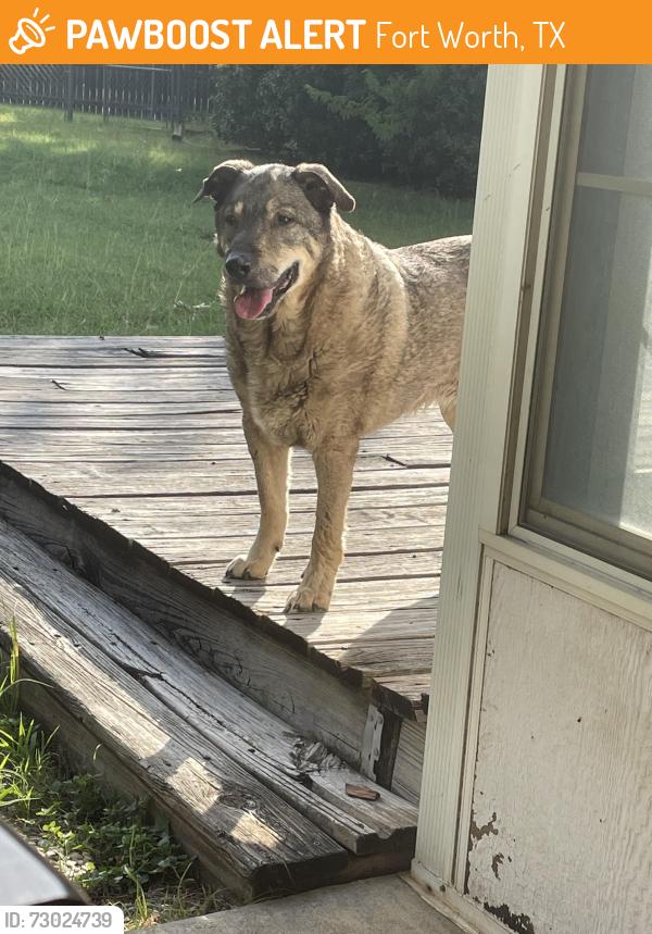 Found/Stray Female Dog last seen Near derby ct, Fort Worth, TX 76123
